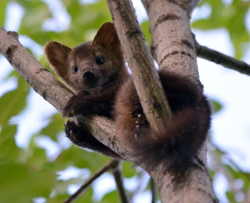 A wild sable with dark fur, photographed in the forest